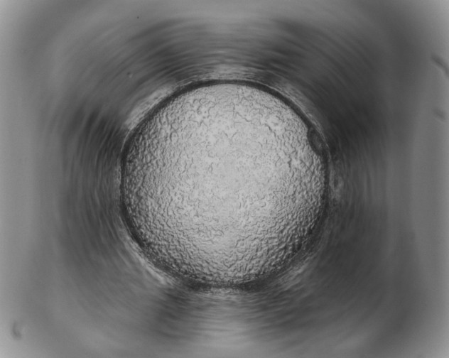 X0000102770437200809021033