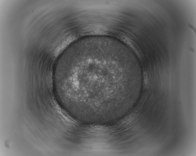 X0000102770677200809021030