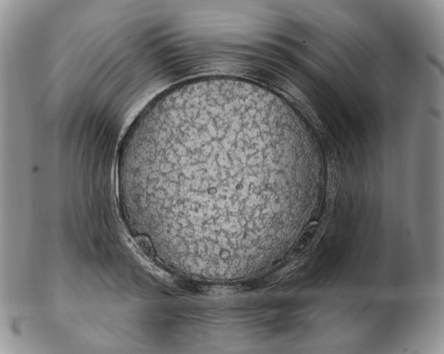 X0000102770796200809021028