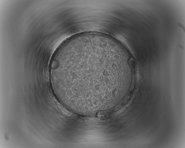 X0000102770924200809021026