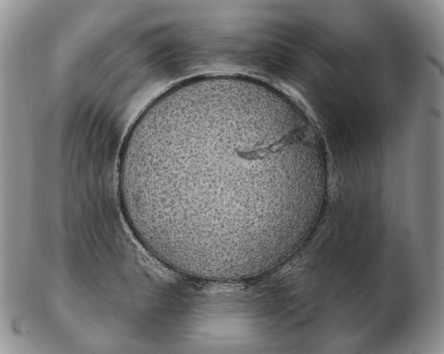 X0000102771183200809021023