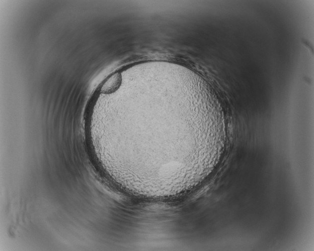 X0000102770246200809081011