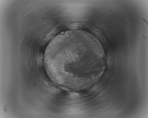 X0000102770332200809081010