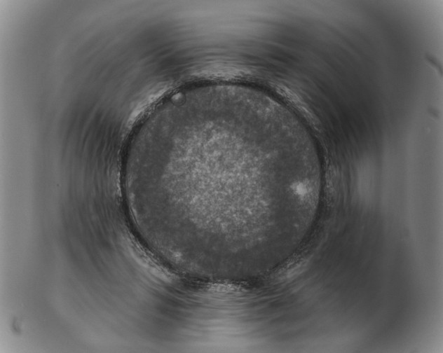 X0000102770399200809081009