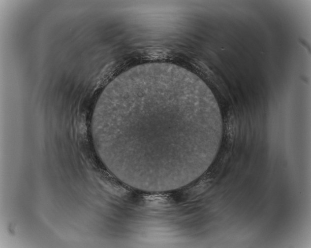 X0000102770516200809081007