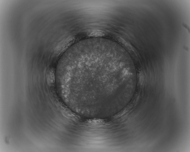 X0000102770517200809081007