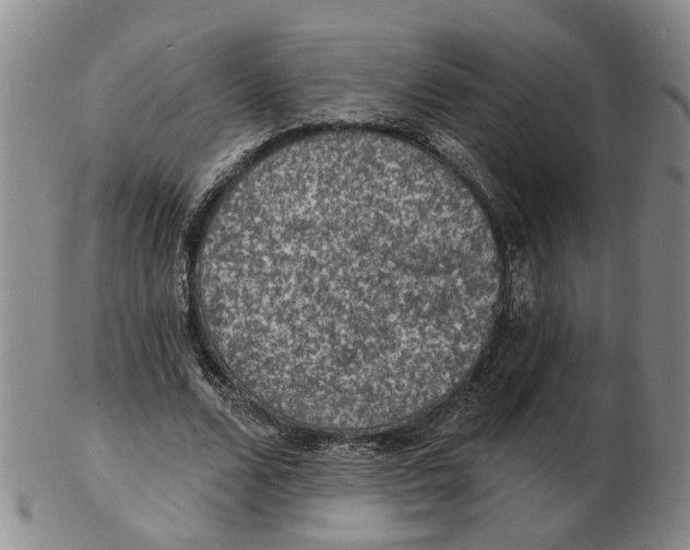 X0000102770680200809081005