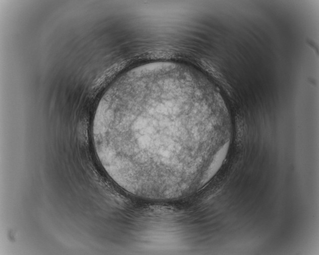 X0000102770681200809081005