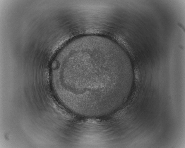 X0000102770684200809081005