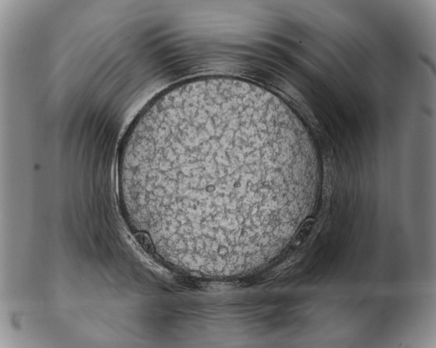 X0000102770796200809081003