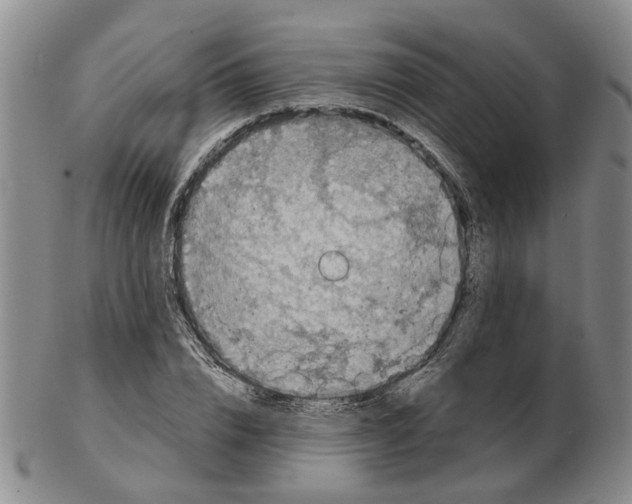 X0000102770832200809081003