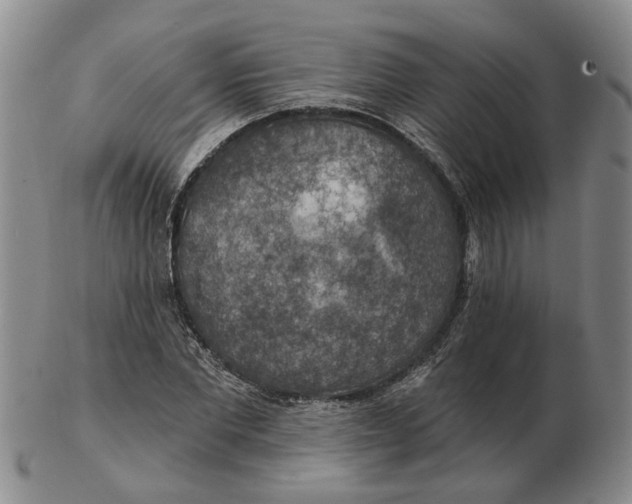 X0000102770877200809081002