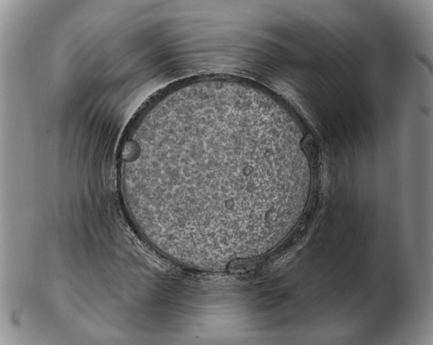 X0000102770924200809081001