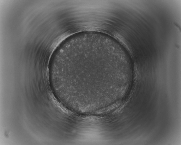 X0000102770932200809081001