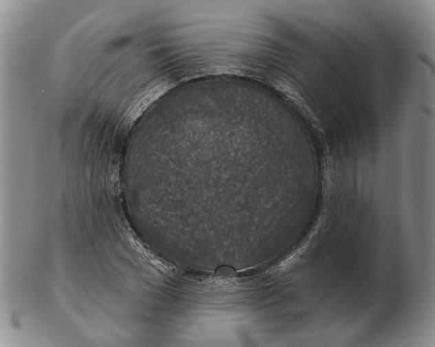 X0000102770977200809081001