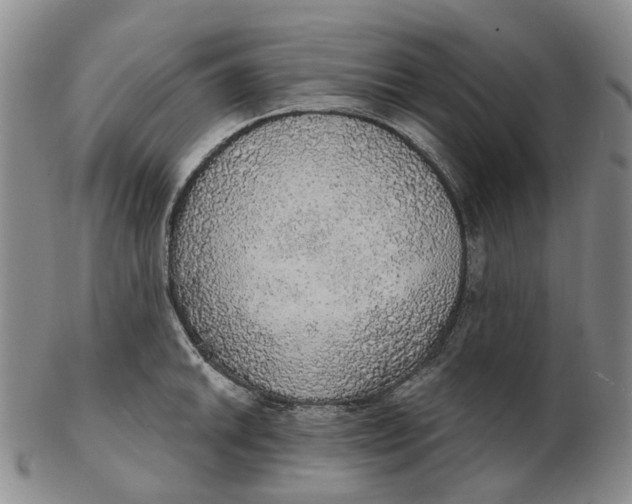 X0000102771046200809081000