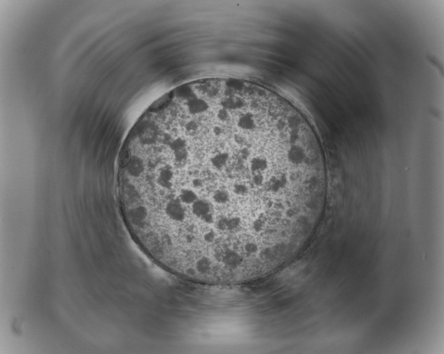 X0000102771103200809080959