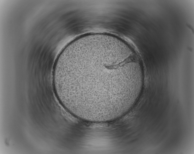 X0000102771183200809080958