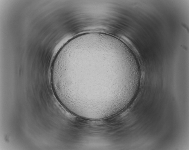 X0000102771196200809080957