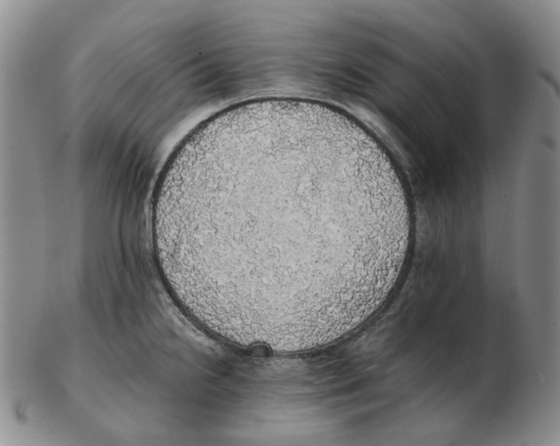 X0000102771238200809151031