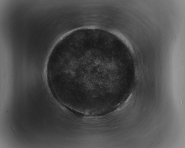 X0000102781327200808181142