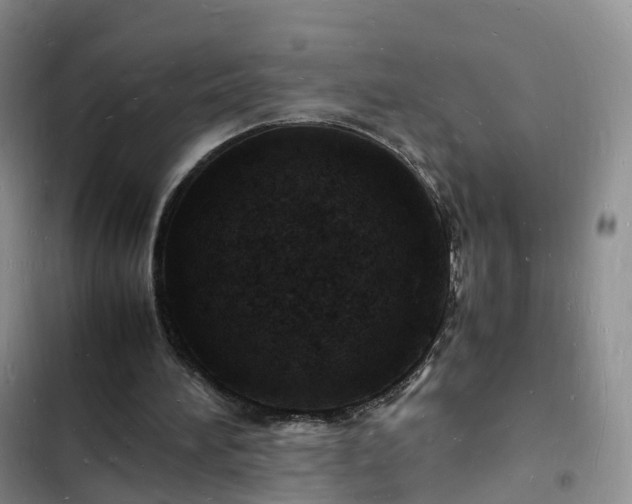 X0000102780196200808251124