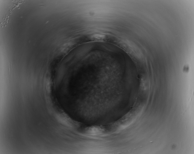 X0000102780223200808251123