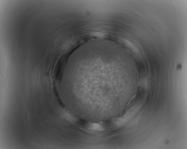 X0000102780285200808251123