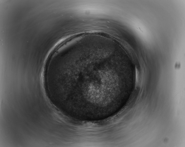 X0000102780387200808251121