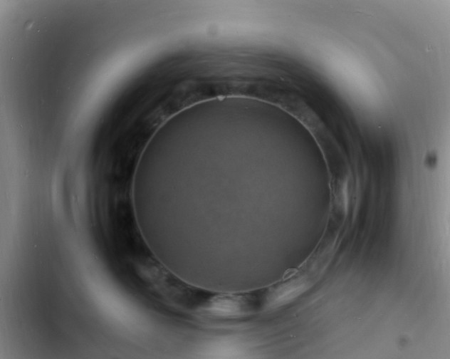 X0000102780526200808251119