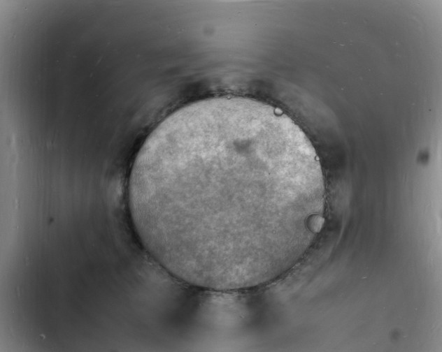 X0000102780709200808251116