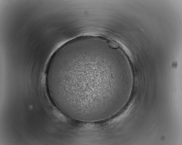 X0000102780779200808251115