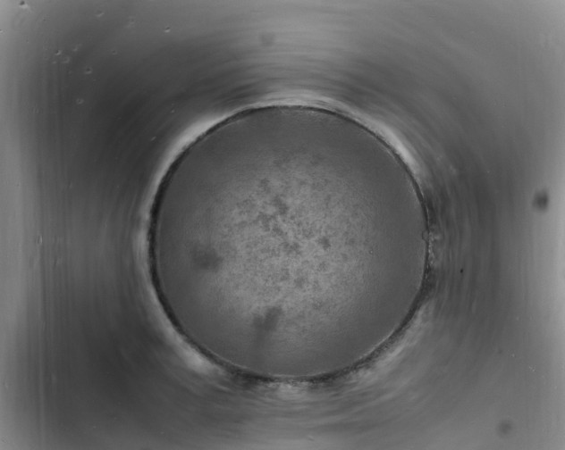 X0000102780995200808251111