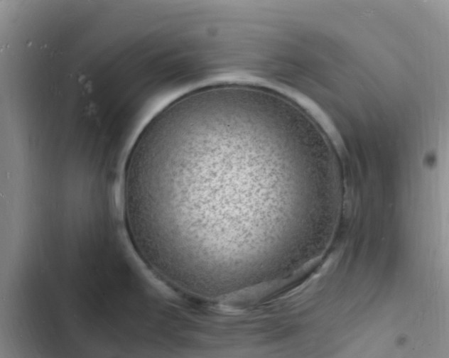 X0000102781295200808251107