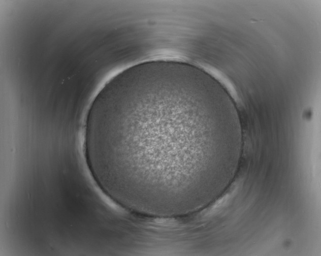 X0000102781383200808251105