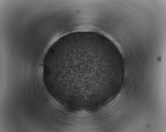 X0000102781459200808251104