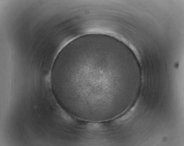 X0000102781529200808251104