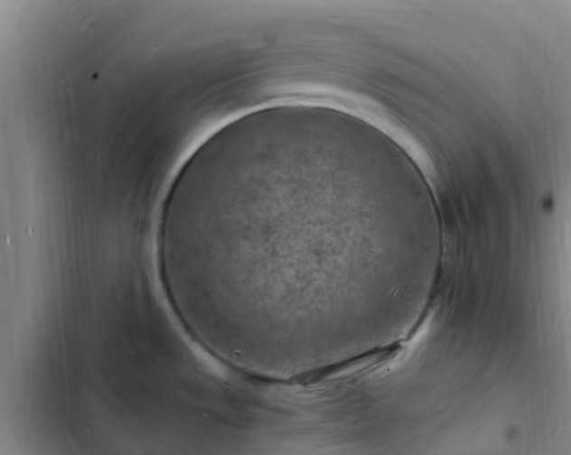 X0000102781533200808251104