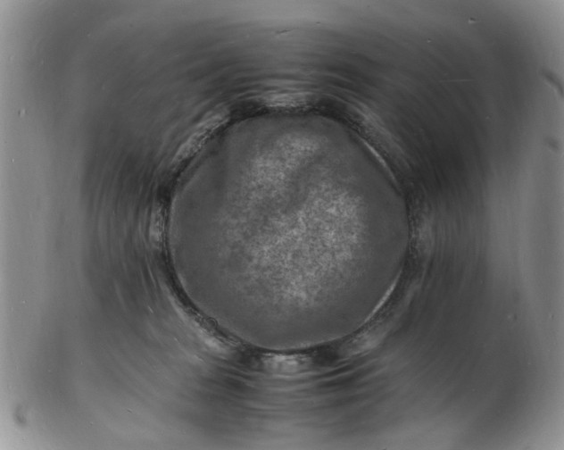 X0000102780277200809021059