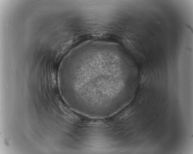 X0000102781106200809021046