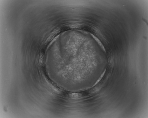 X0000102780277200809081034