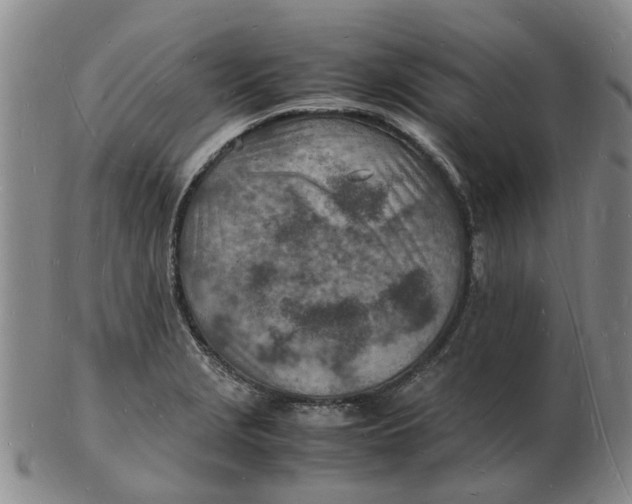 X0000102781229200809081020