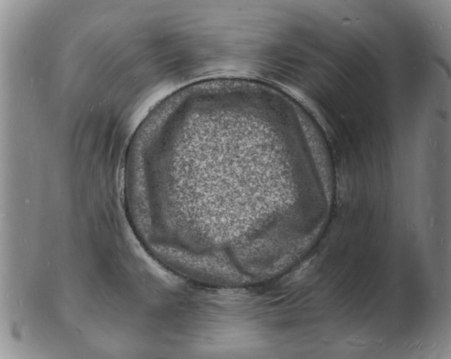 X0000102781383200809081018