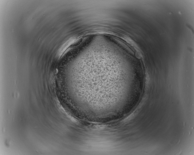 X0000102781385200809081018