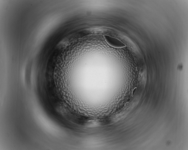 X0000102790381200808181306