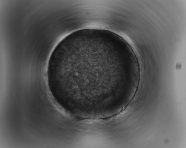 X0000102790864200808181258