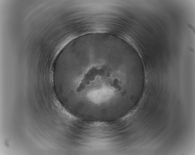 X0000102800835200808181159