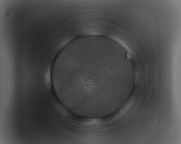 X0000102800398200808251053