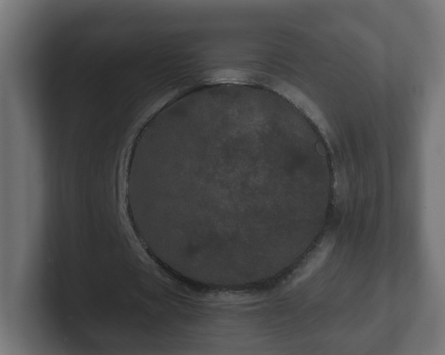 X0000102800529200808251051