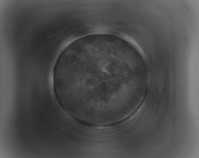 X0000102801419200808251040
